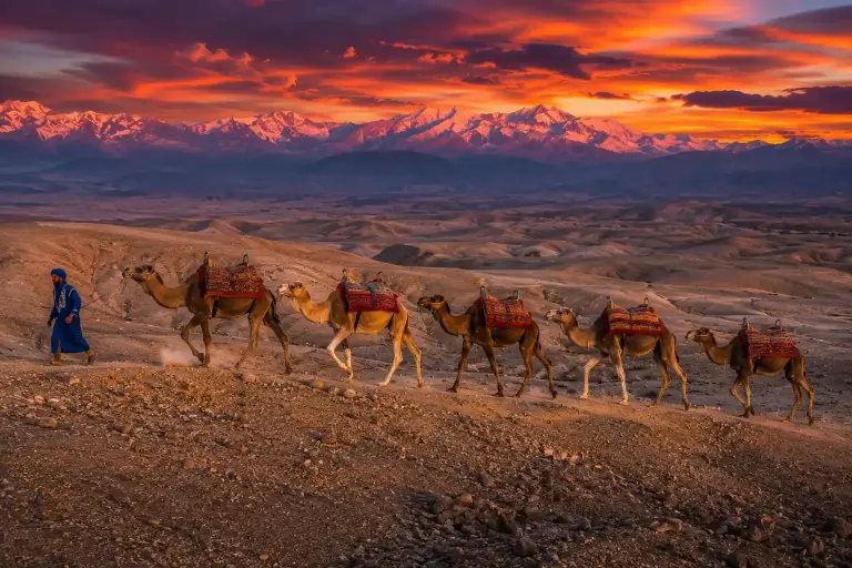 Camel caravan walking toward dramatic sunset in Agafay Desert